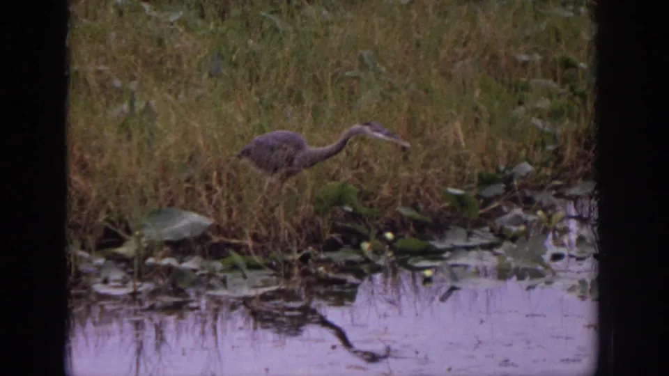 Great blue heron appears to wade through shallow marsh water among lily pads in the 1972 Philadelphia home-movie footage.