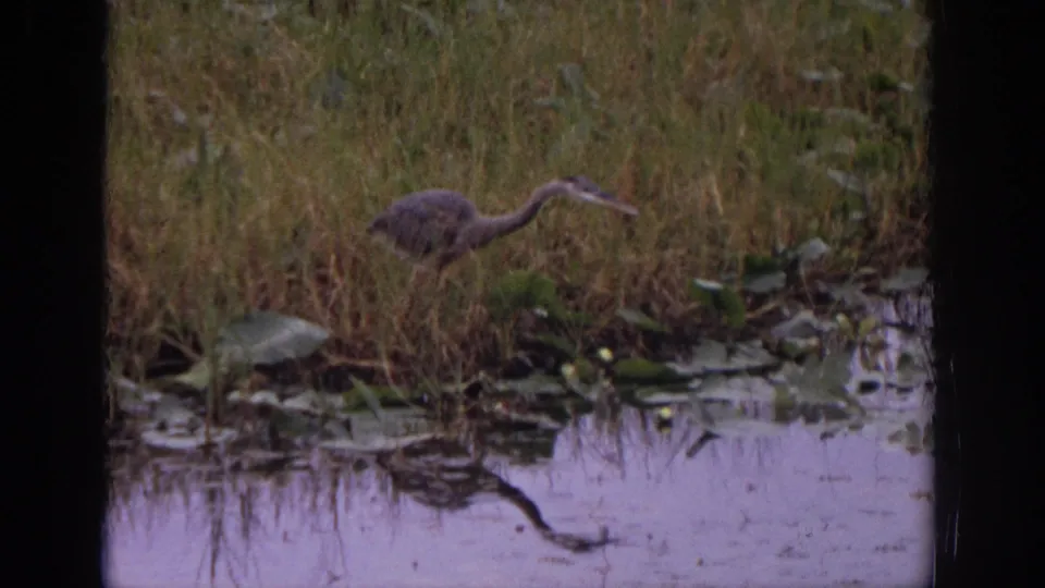 A heron stands in shallow wetland water surrounded by reeds and lily pads in this soft 8mm nature frame.