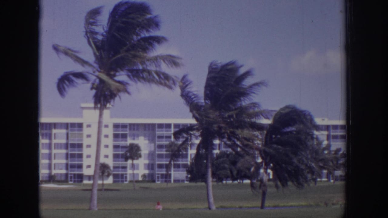Wind-blown palm trees stand before a multi-story resort-style building and open grass.