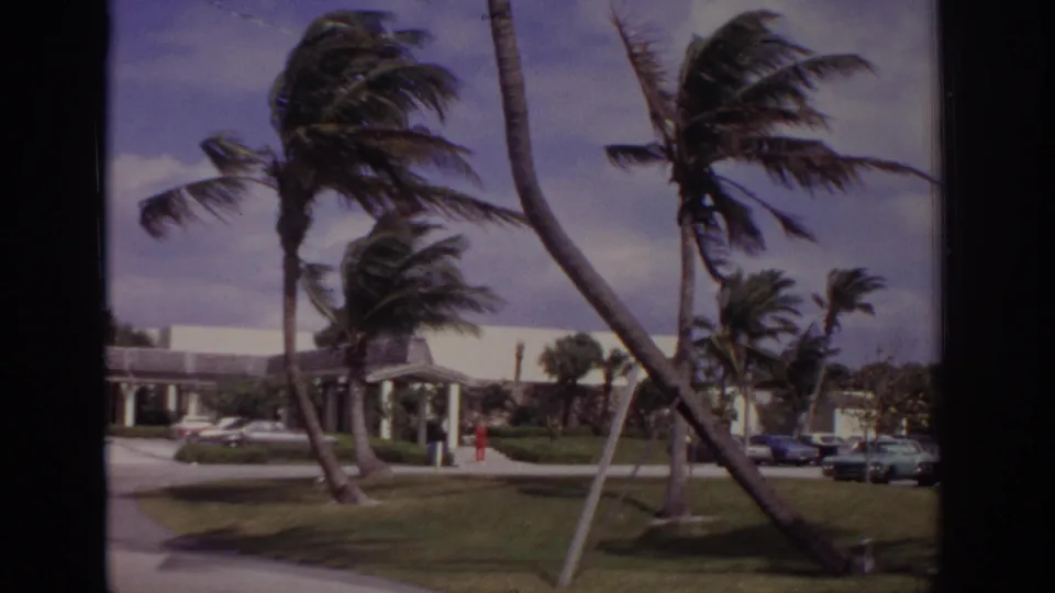 1973 Naples, Florida frame with multiple palm trees leaning in trade winds near a white building, lawn, and parked cars.