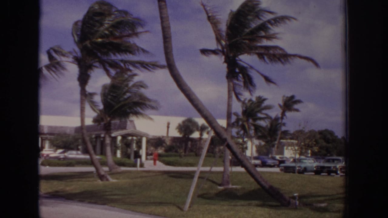 Wind-bent palm trees beside a low building and parked cars.