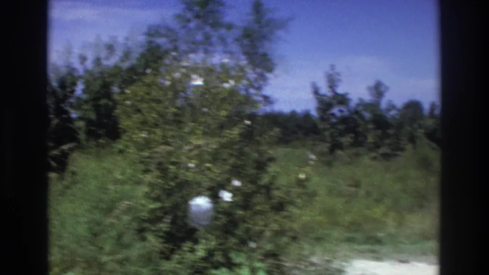 1975 Georgia home-movie view of leafy roadside growth and trees, filmed in soft handheld 8mm color.