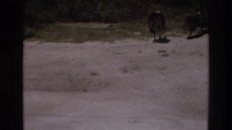 1975 Atlanta-area yard scene with several black birds moving across a sunlit dirt or gravel surface near grass and trees.