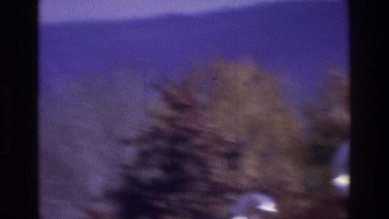 Soft-focus trees on a hillside with a bright flare at the right edge and purple sky above.