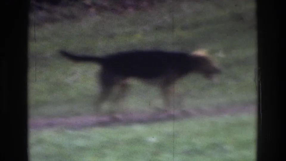 Dark dog moves across grass in this soft 1975 Atlanta 8mm home-movie frame, partly obscured by window-like framing.