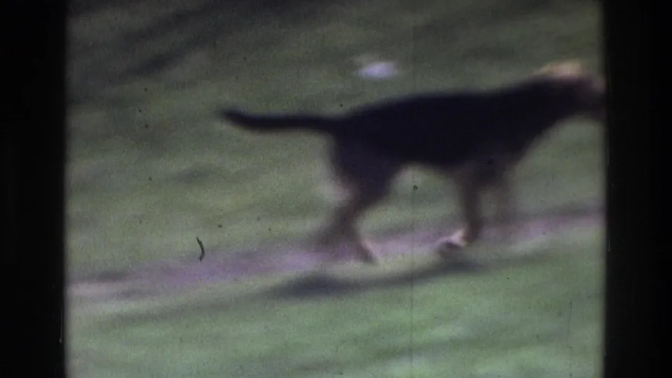 A dark dog walks across a grassy Atlanta outdoor area in 1975 home-movie footage, with heavy grain and dark window framing.