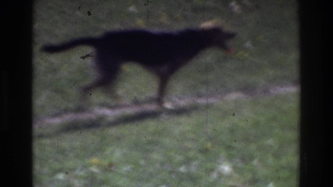 A dark dog moves across a grassy area in soft 1975 8mm home-movie footage from Atlanta, Georgia.