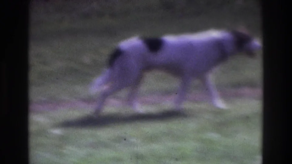 A white dog with dark patches walks across grass in soft, grainy 1975 8mm footage from Atlanta, Georgia.