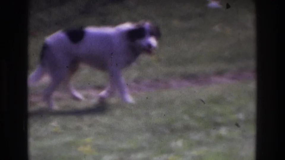 A white dog with dark patches continues across the grass near a worn path in daylight 8mm home-movie footage.