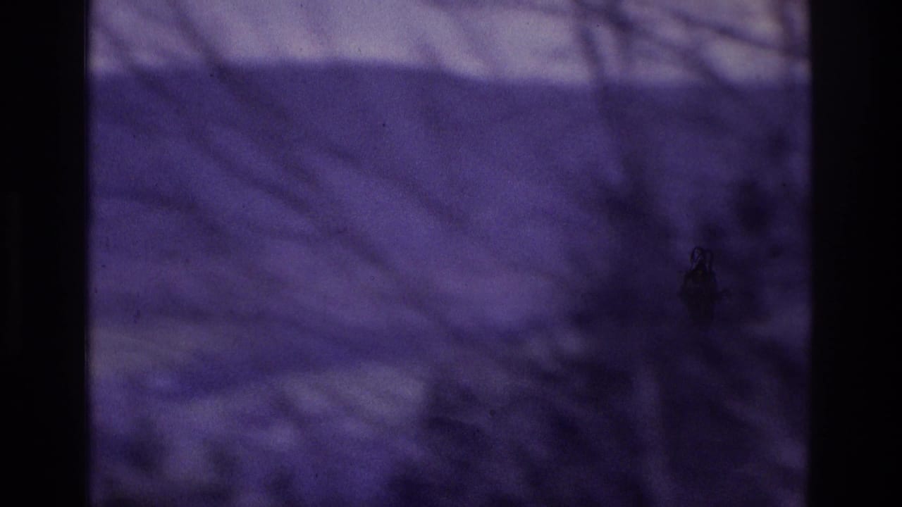 Purple-shifted 8mm frame showing bare tree branches against misty hills, with no people, signs, or buildings visible.