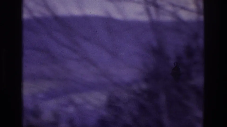 Purple-shifted 8mm frame showing bare tree branches against misty hills, with no people, signs, or buildings visible.