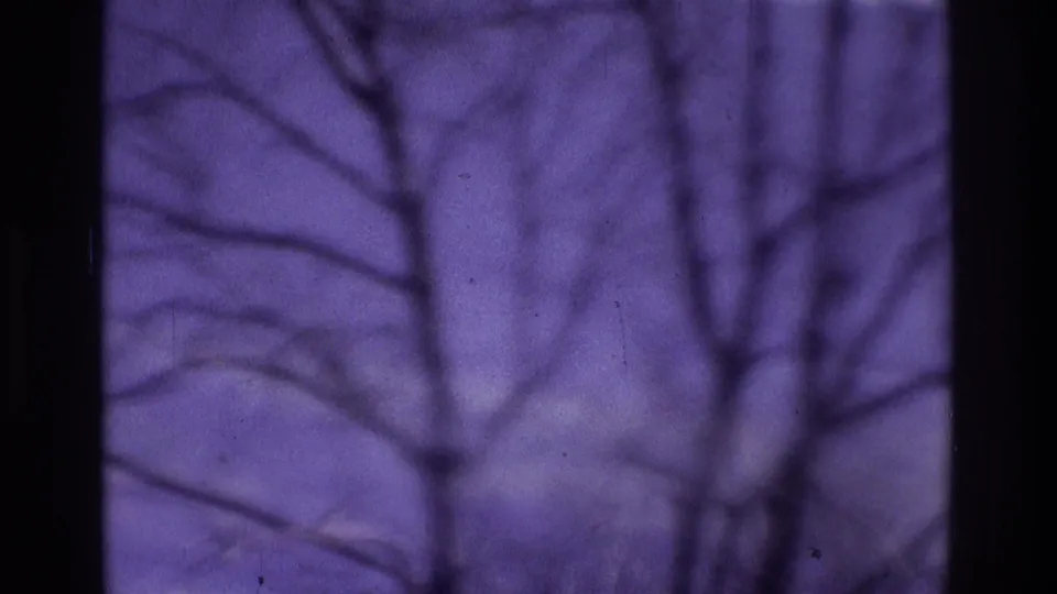 Purple-shifted 1975 8mm frame of bare branches and soft foggy background, consistent with a home-movie landscape view.