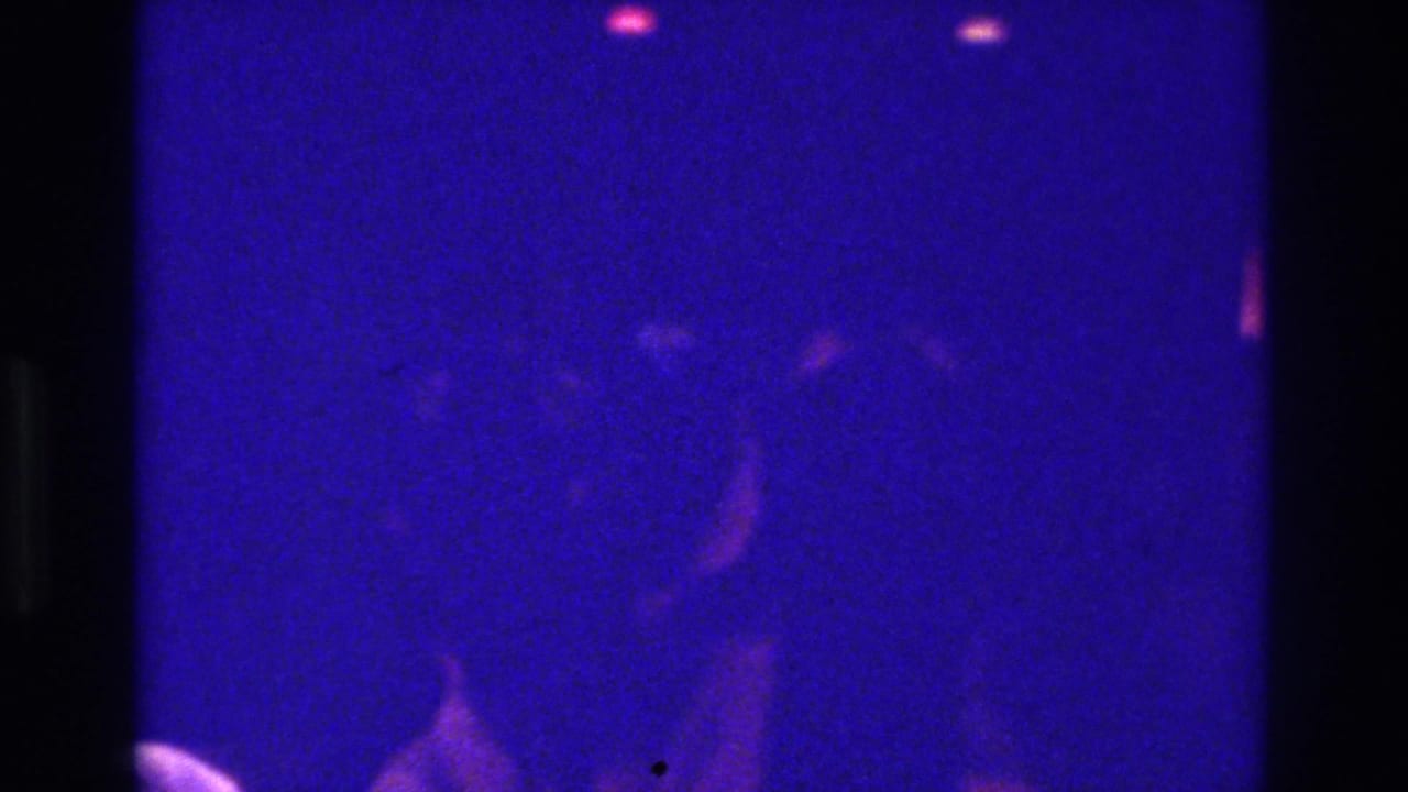 1975 Bronx 8mm frame showing barely visible people dancing in a dark room under purple-blue and pink party lighting.