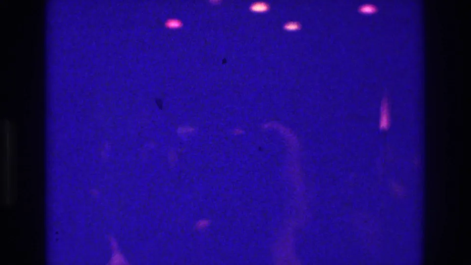 1975 Bronx home-movie frame with indistinct dancers in a dark room, seen through purple-blue light, pink highlights, and 8mm grain.