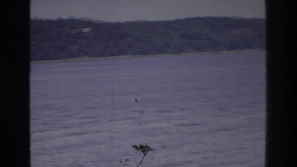8mm film frame circa 1975 of a calm water body with a distant wooded ridge; a small isolated tree is visible at the near shoreline edge.