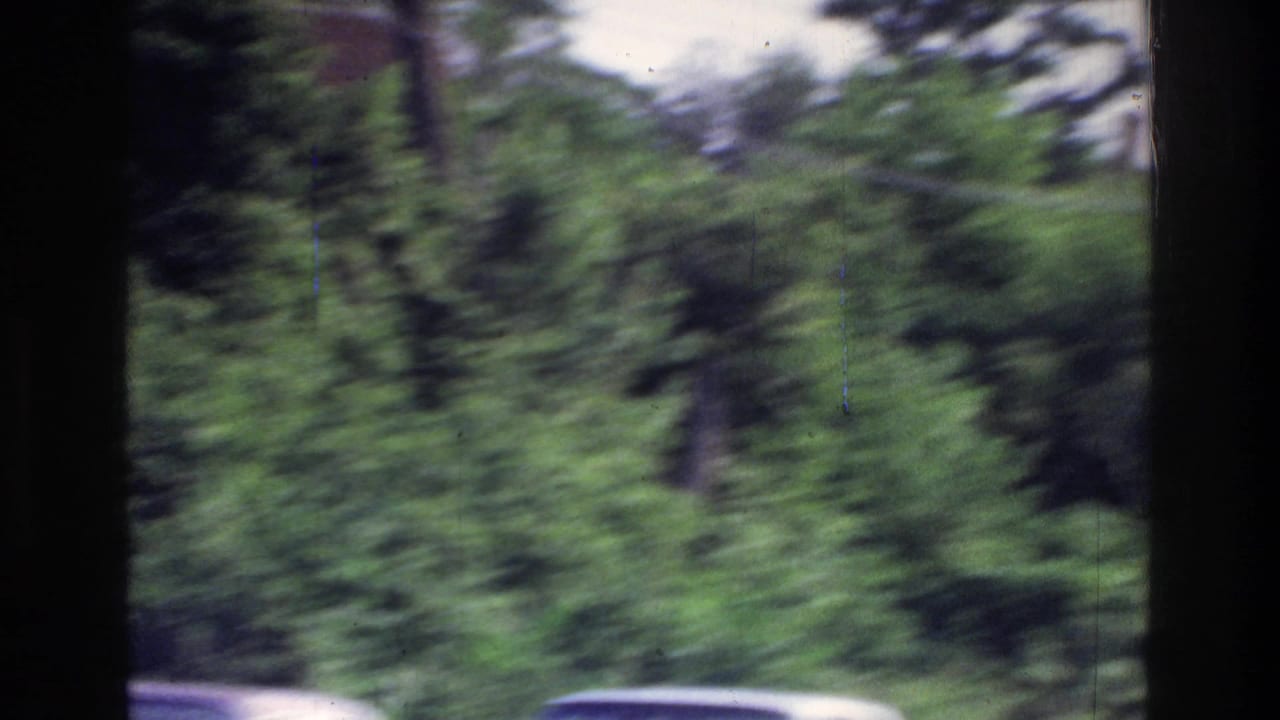 Dense green summer foliage fills the frame with the roof of a dark-colored car partially visible at lower right.