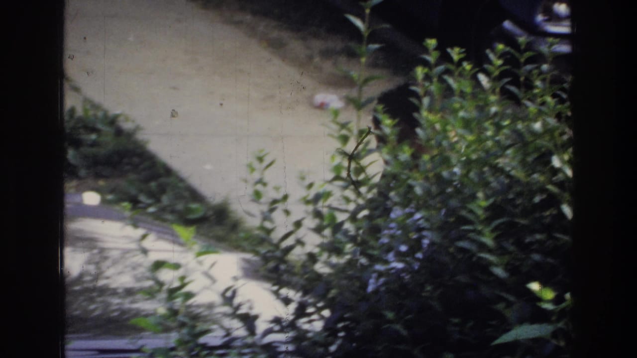 Dense green shrubbery fills the foreground; a concrete driveway and the rear portion of a large dark sedan are visible beyond.
