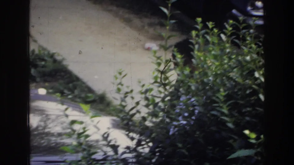 Transitional shot through foreground foliage showing a driveway and partial view of a dark sedan; Washington DC home movie, circa 1975.