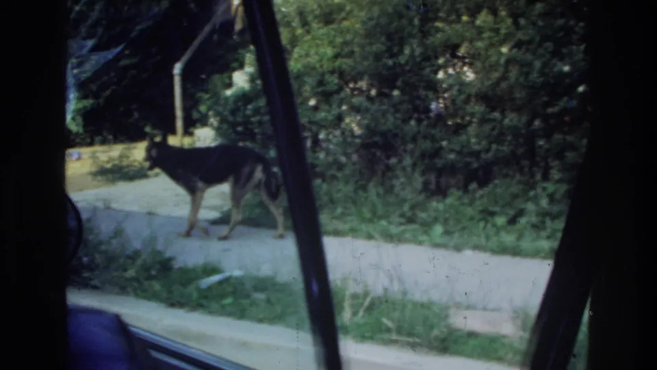 1975 Washington, DC home-movie frame showing a German Shepherd on a sidewalk viewed through a dark car window frame.