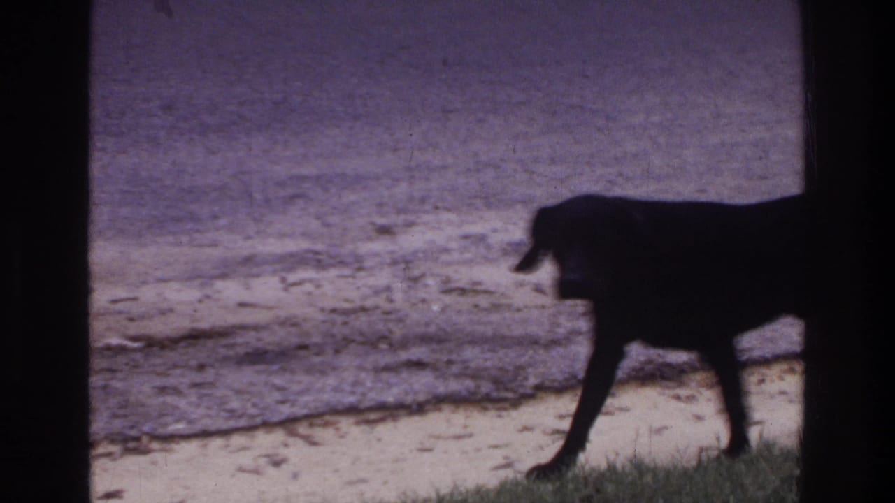 Black dog in profile on sandy shoreline near grass, 8mm home movie footage, Washington DC area, c. 1975.