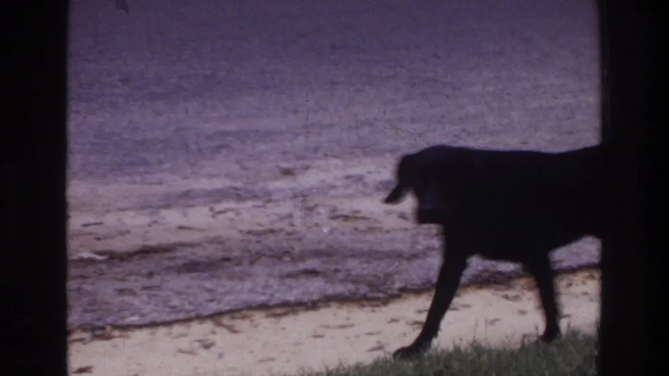 Black dog in profile on sandy shoreline near grass, 8mm home movie footage, Washington DC area, c. 1975.