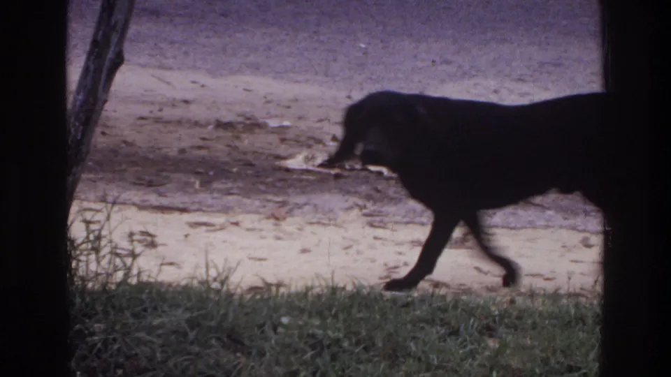 Black dog at the edge of grass and sand near calm water, 8mm home movie footage, Washington DC area, c. 1975.