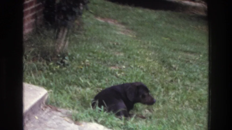Mid-1970s 8mm home movie still: a black dog rests on a residential lawn near a concrete step, Washington DC area, circa 1975.