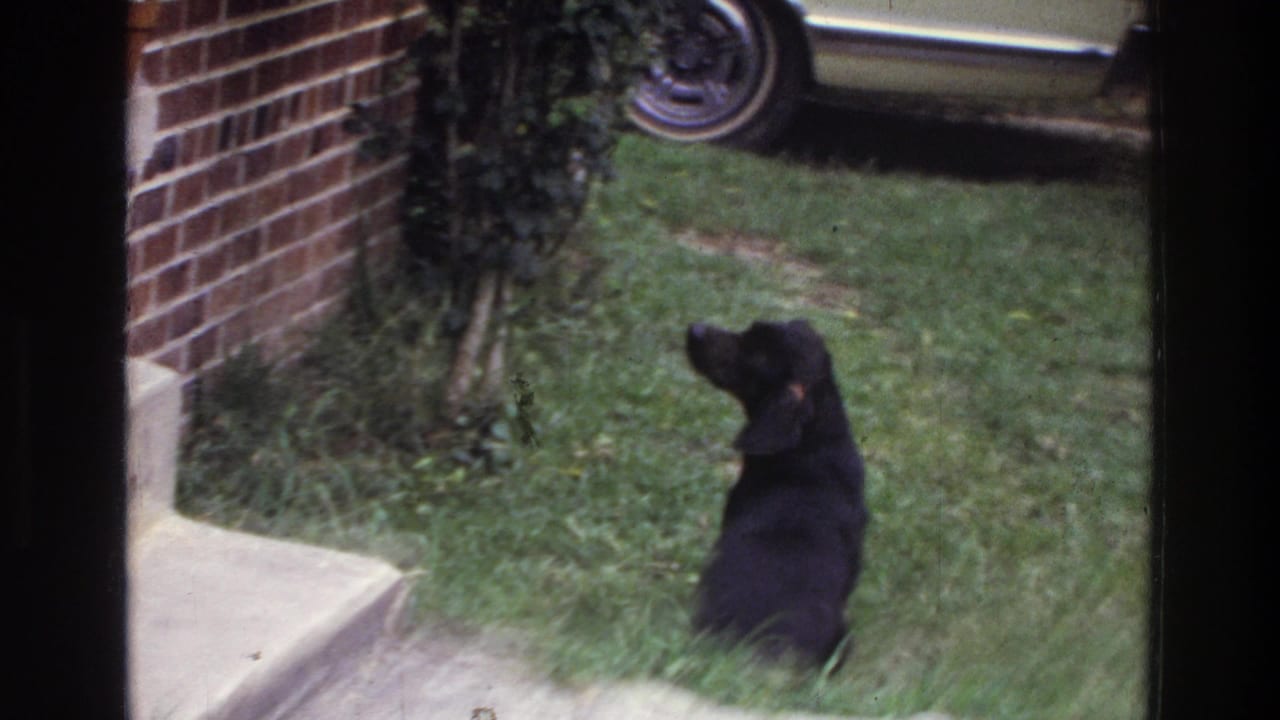Black dog sitting on a residential grass lawn, looking upward beside concrete steps and a brick exterior wall with climbing ivy, 8mm home movie, c. 1975