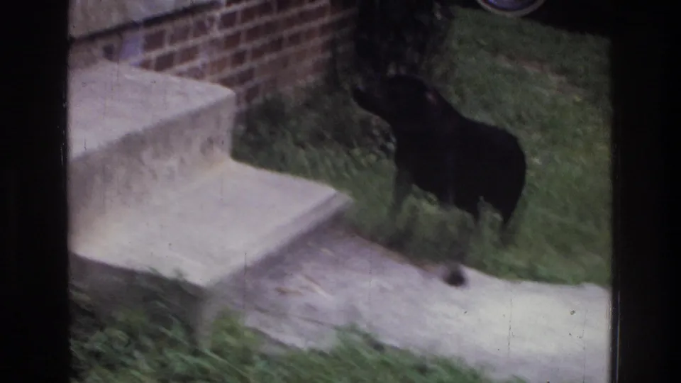 Black dog rising and moving toward concrete entry steps beside a brick wall on 8mm home movie film, residential setting, c. 1975