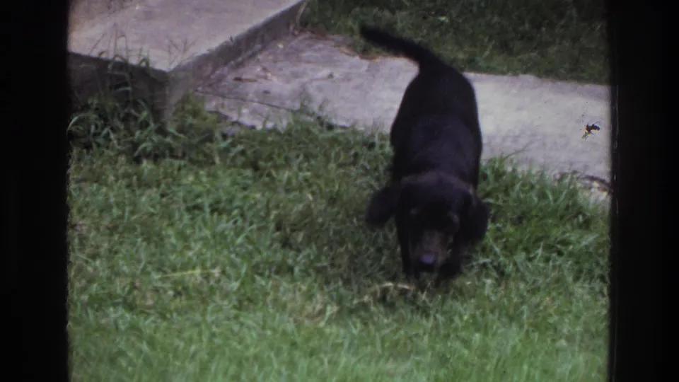 Black dog walking across a residential lawn toward the camera on 8mm home movie film, Washington DC area, c. 1975