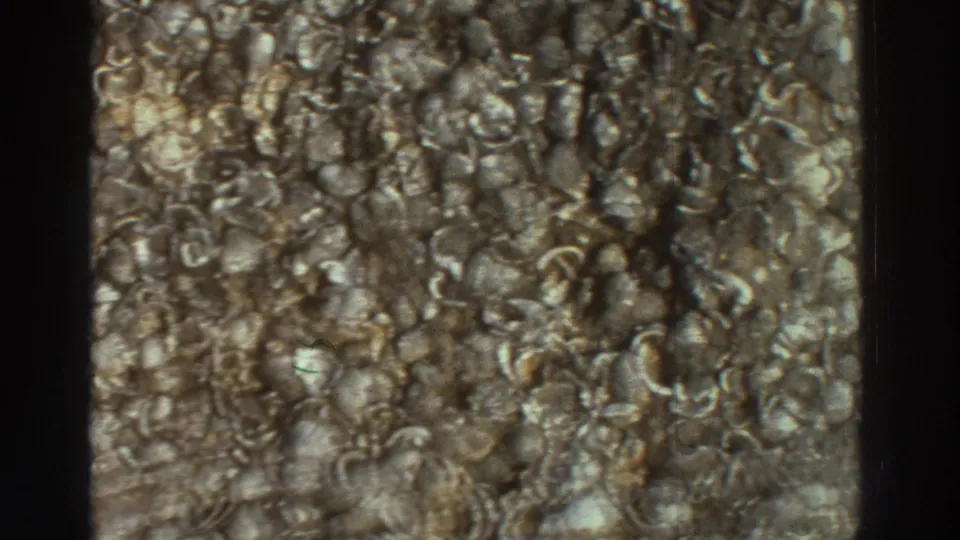 Detail of ancient masonry wall at a Greek archaeological site, circa 1976, with embedded rounded stones or shell-like material forming a dense, textured surface.