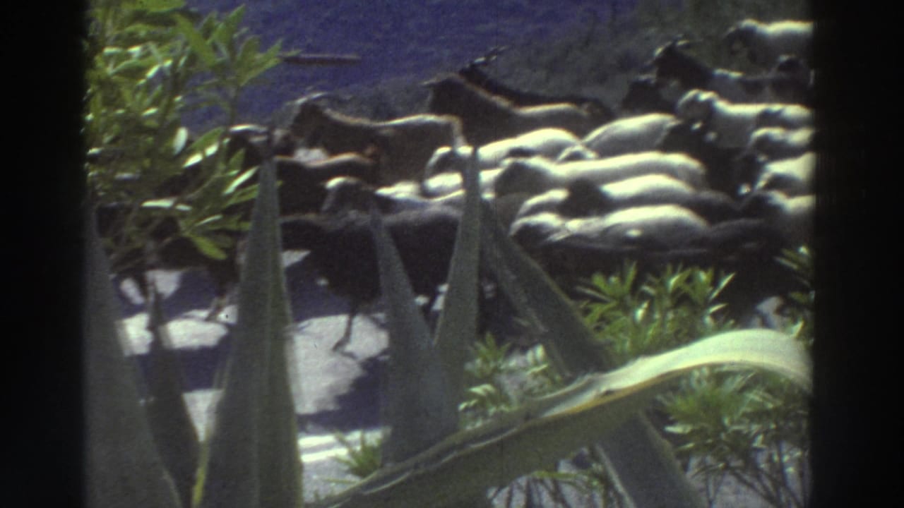 Dense mixed flock of sheep and goats passing large agave plants on a sunlit path, Greece, 1976, 8mm home movie
