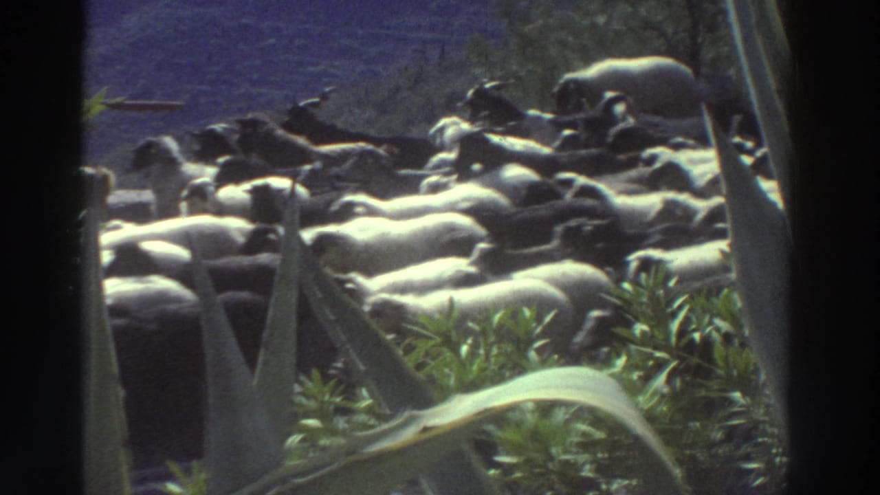 Mixed sheep and goat herd moving right with agave leaf at frame edge, 8mm film