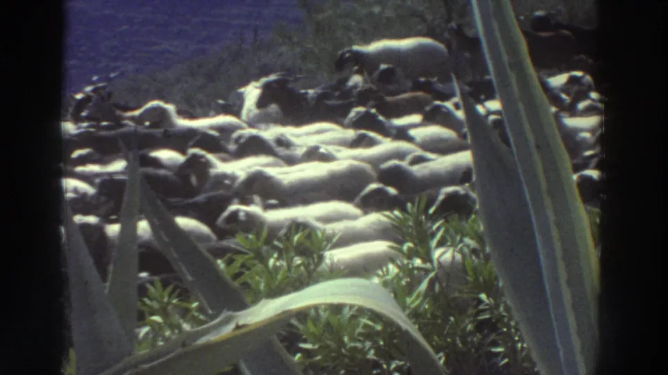 Prominent agave leaves frame a mixed sheep and goat flock on a hillside path, Greece, 1976, 8mm home movie