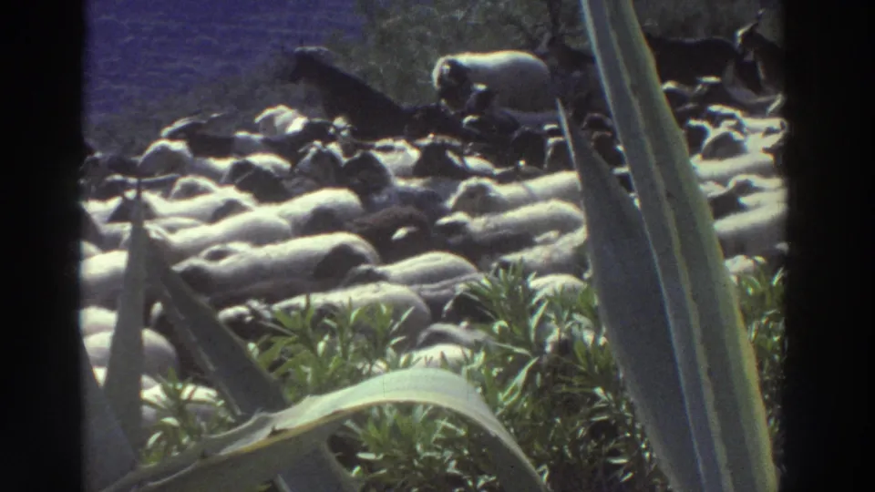 Mixed herd of sheep and goats moving through a Mediterranean landscape framed by agave plants, Greece, 1976, 8mm home movie