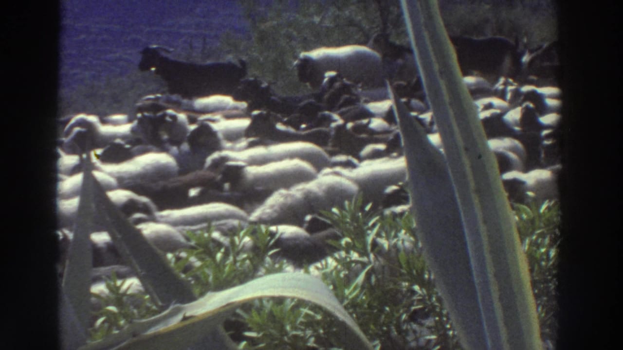 8mm home movie frame, Greece 1976: a dense sheep flock moves through Mediterranean scrub, viewed through large out-of-focus agave leaves in the immediate foreground.
