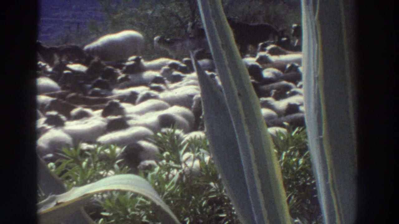 8mm frame, Greece 1976: the sheep herd continues moving mid-shot, the agave framing intact, with blue-purple sky or background visible above the flock.