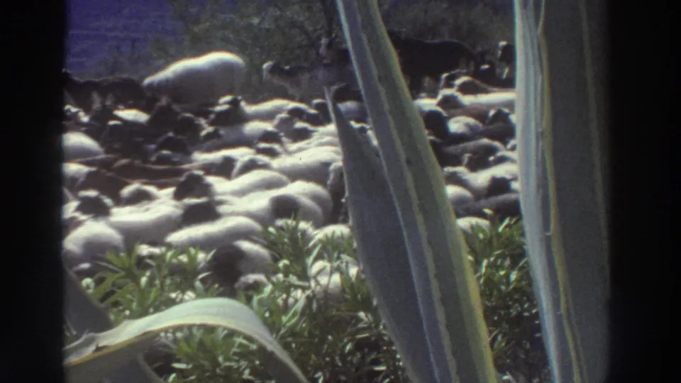 8mm frame, Greece 1976: the sheep herd continues moving mid-shot, the agave framing intact, with blue-purple sky or background visible above the flock.