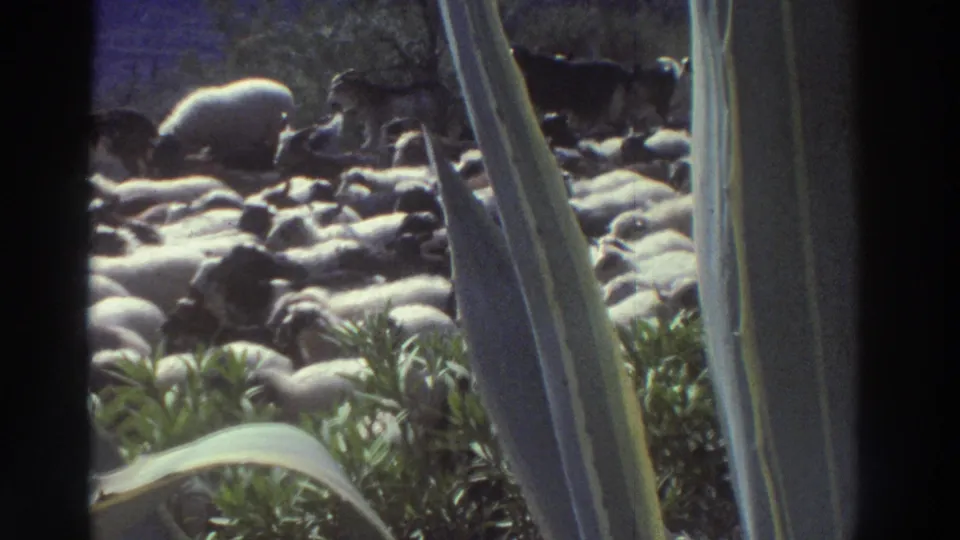 8mm frame, Greece 1976: mid-sequence view of the herd moving through scrub, agave framing intact, with a dark animal visible among the predominantly white flock.