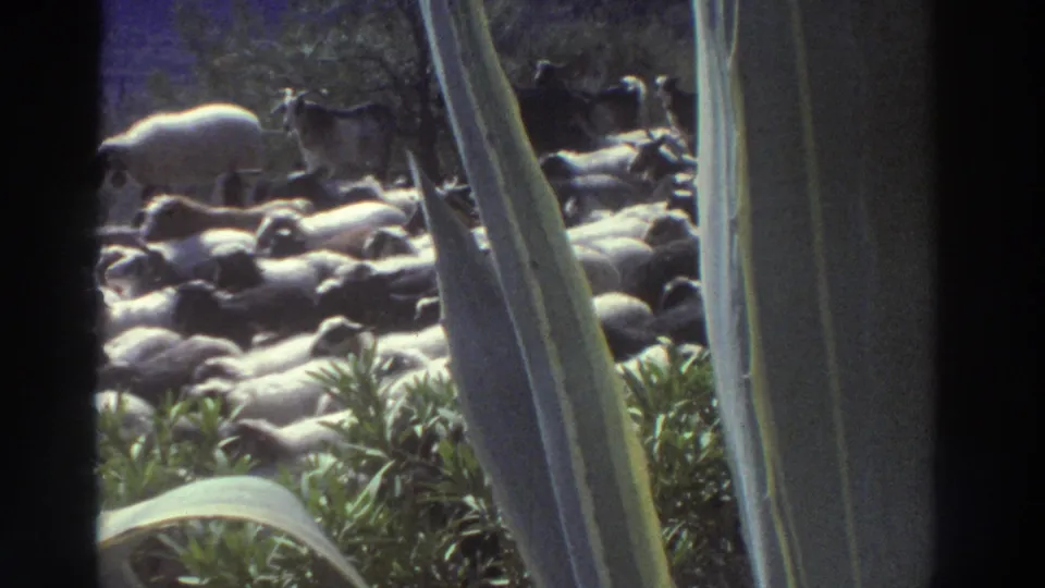 8mm frame, Greece 1976: final sequence view showing the herd with clearer spacing between animals; a dark goat-like animal is visible at center-right amid the white sheep.