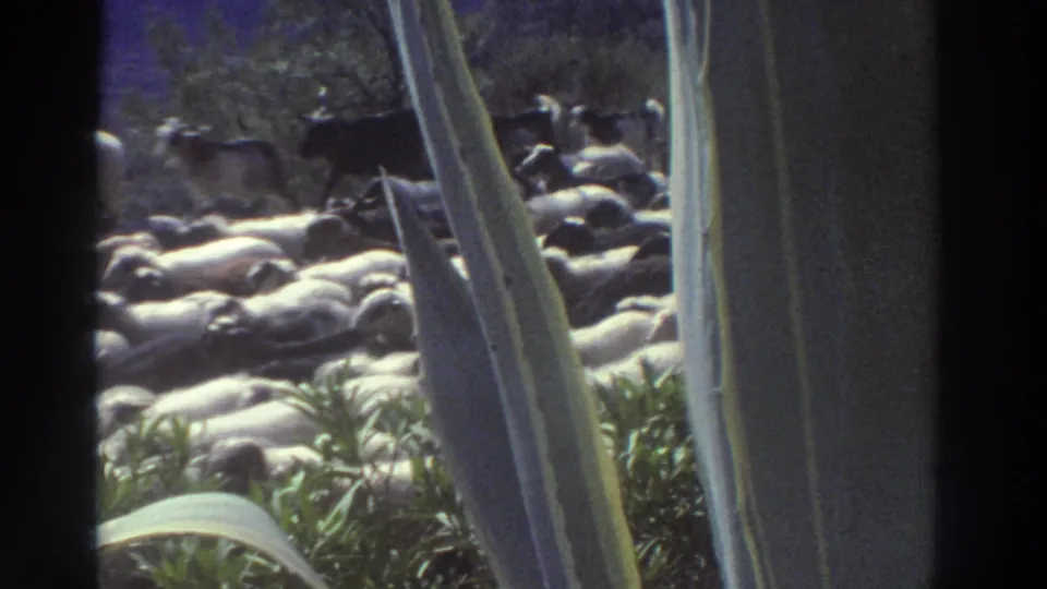 Large flock of sheep on a sunlit rural road in Greece, c. 1976, framed by agave plant leaves in the foreground of 8mm home movie footage.