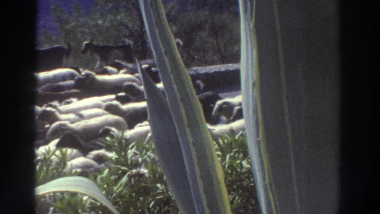 Sheep and goats moving along a road, agave leaves framing the left foreground, green shrubs below.