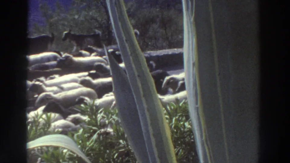 Sheep and goats streaming along a rural road in Greece, c. 1976; large agave leaves form a natural foreground frame in this 8mm home movie shot.