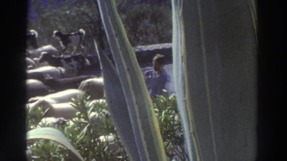 A woman in a blue top stands beside the passing sheep herd on a rural Greek road, c. 1976, captured in grainy 8mm home movie footage.