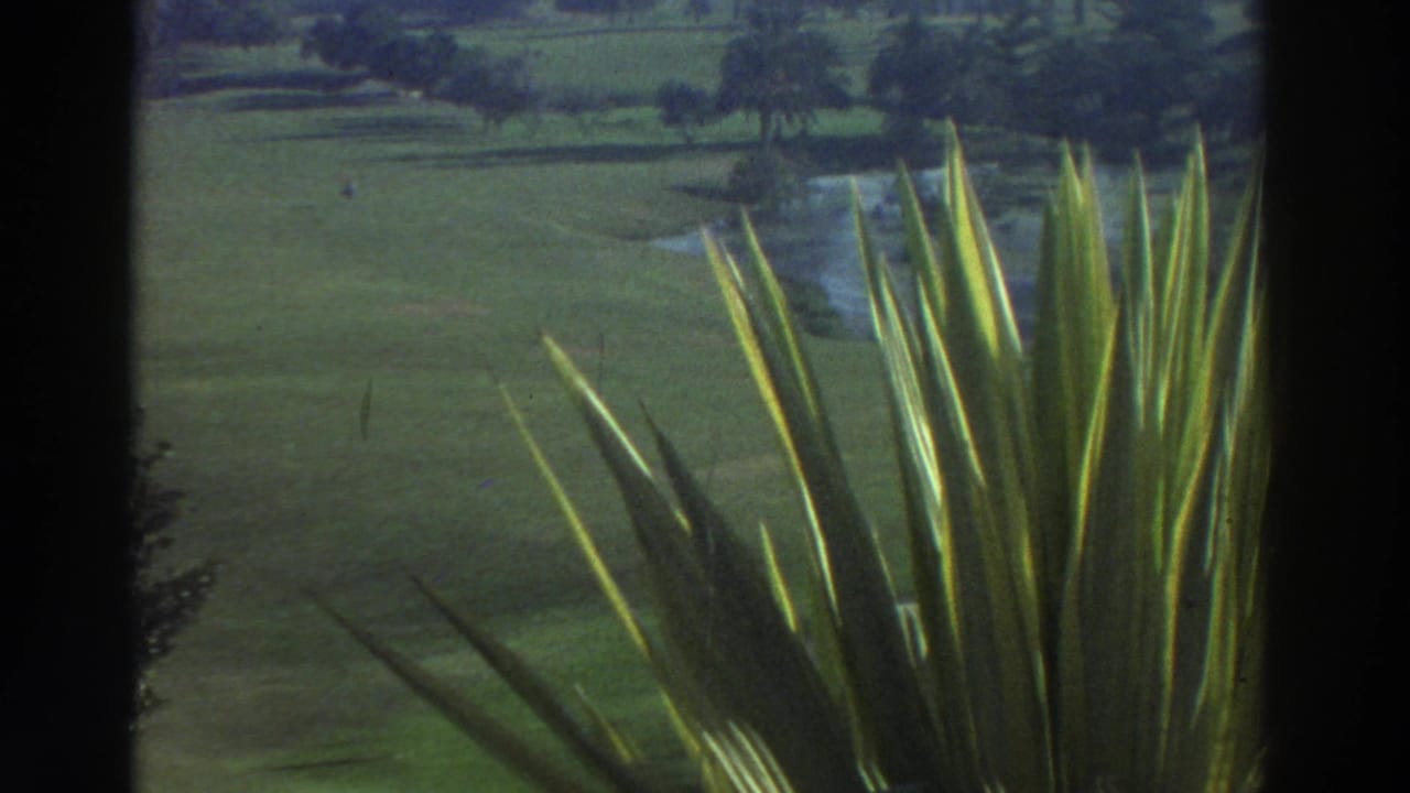 1976 Greece 8mm frame looking across landscaped grass and distant trees, with tall spiky leaves in the foreground.