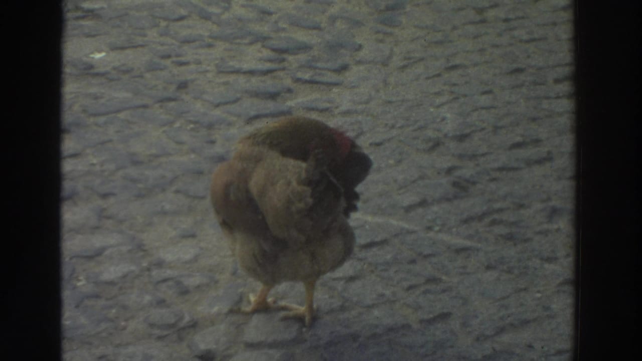 Brown chicken on cobblestones seen through dark vertical window bars.