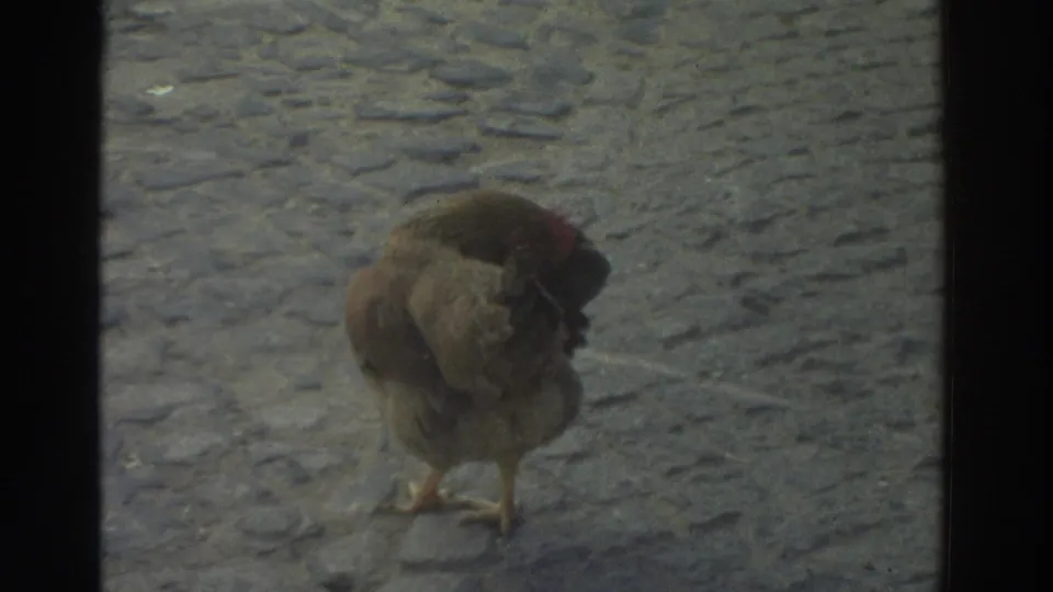 1976 Greece 8mm frame showing a brown chicken standing on a cobblestone lane, viewed through dark window bars.