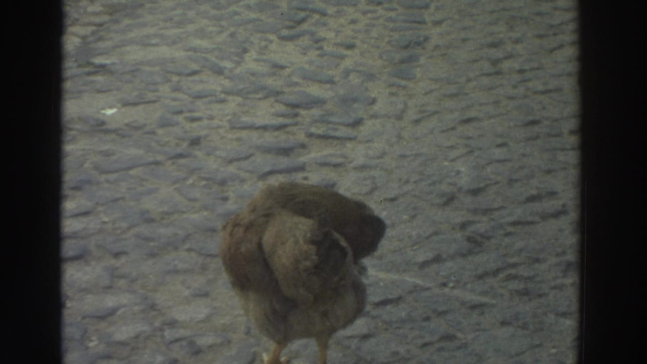 Chicken turning on a cobblestone surface behind a central dark divider.