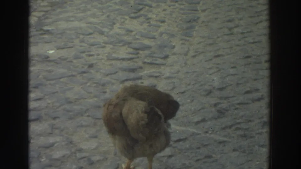 1976 Greece 8mm frame with the chicken partly turned on textured cobblestones, framed by a dark central window bar.