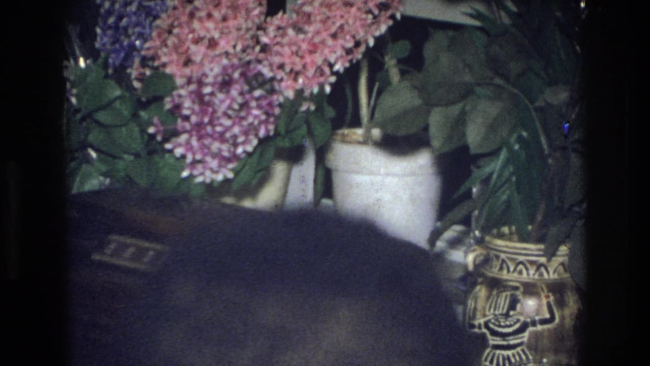 Back of a person's head near pink flowers in white vases.